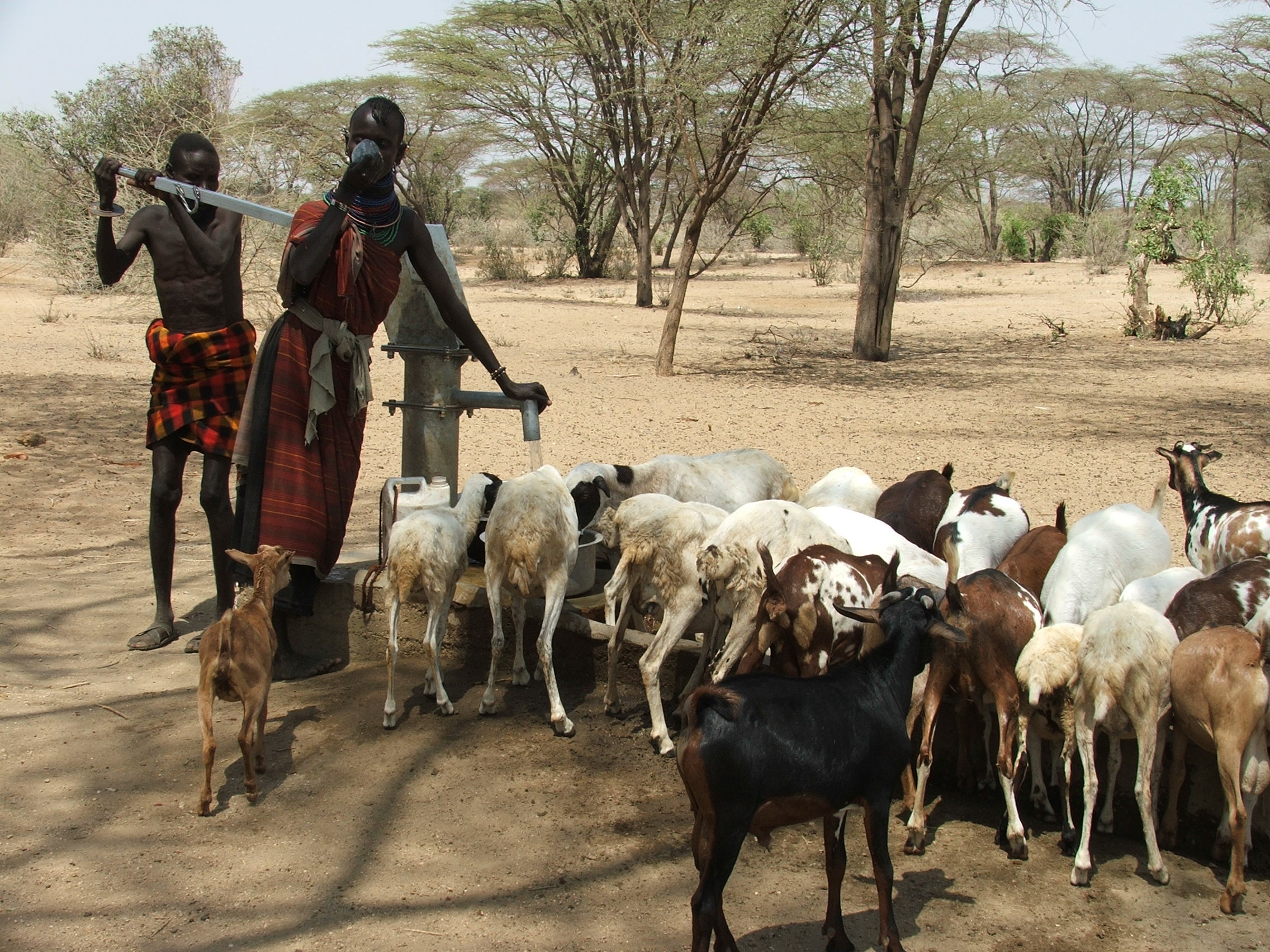 Turkana tending their cattle